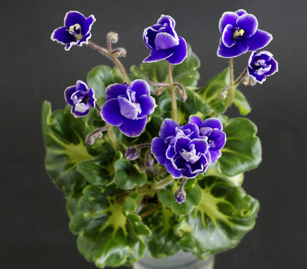 Electric Cowboy (C.Phillips) VIOLETVIOL PLANTS COLLECTION