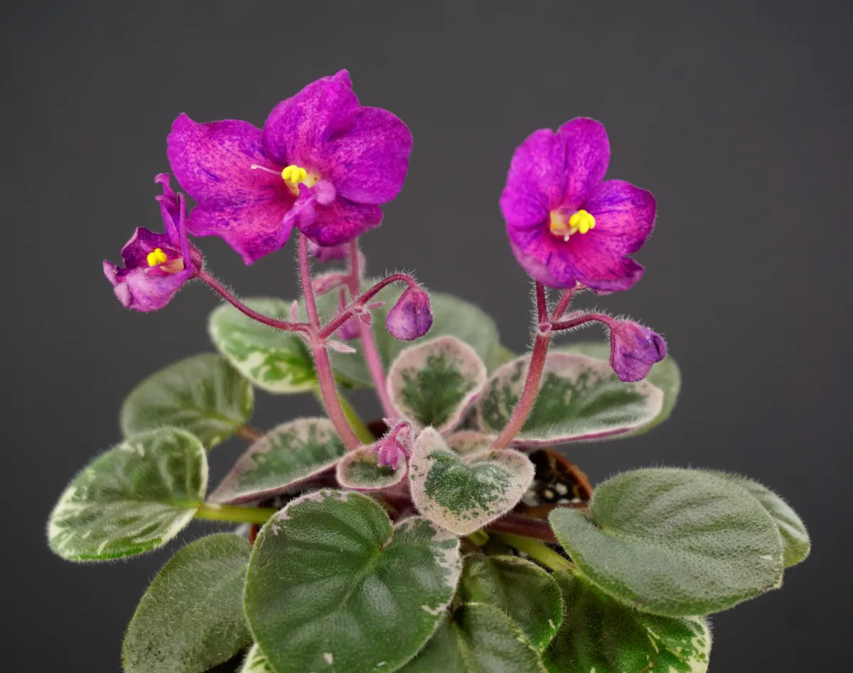 ЛЕ-Santino (Е. Лебецкая) - VioletViol - Home Garden: 1850+ African