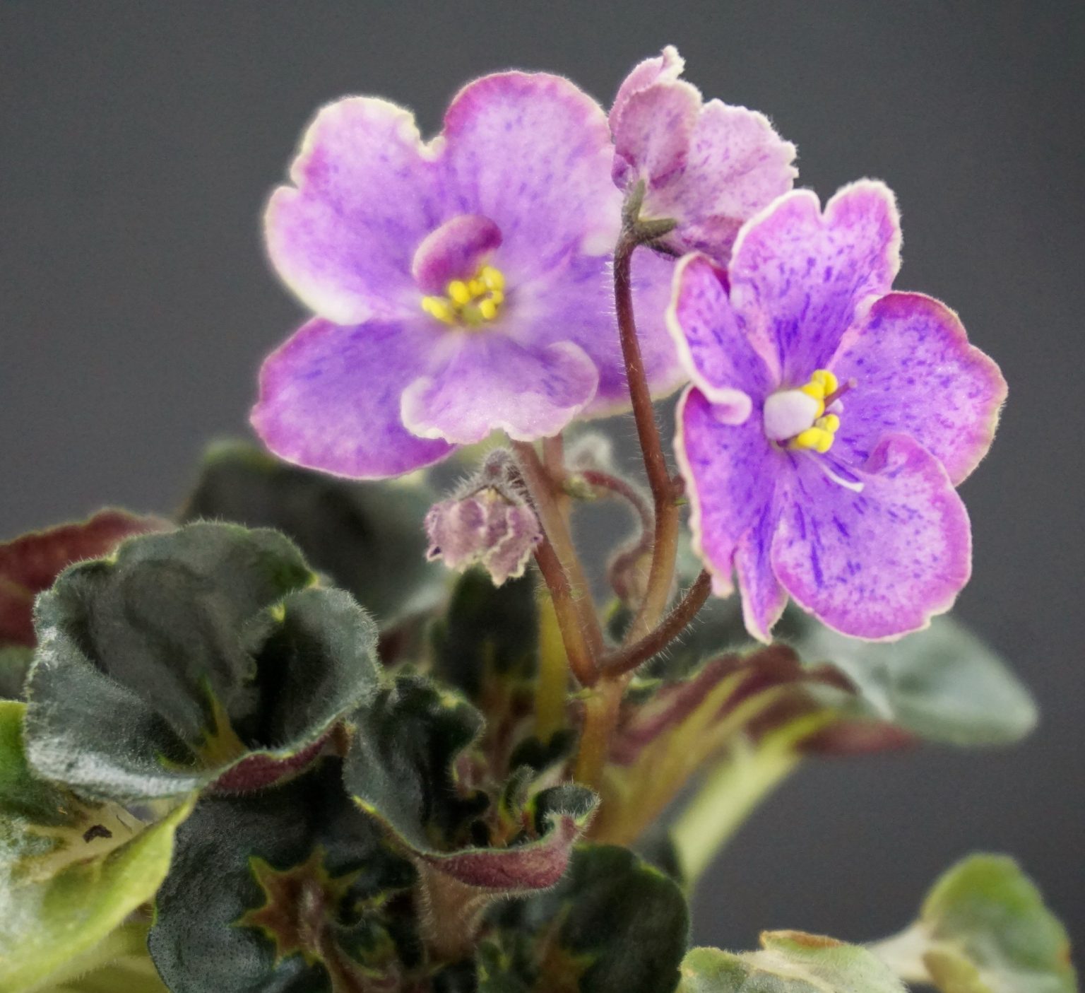 БР-Сатира (Буркацкие) BR-Satira (Burkatskiye) — African Violet collection