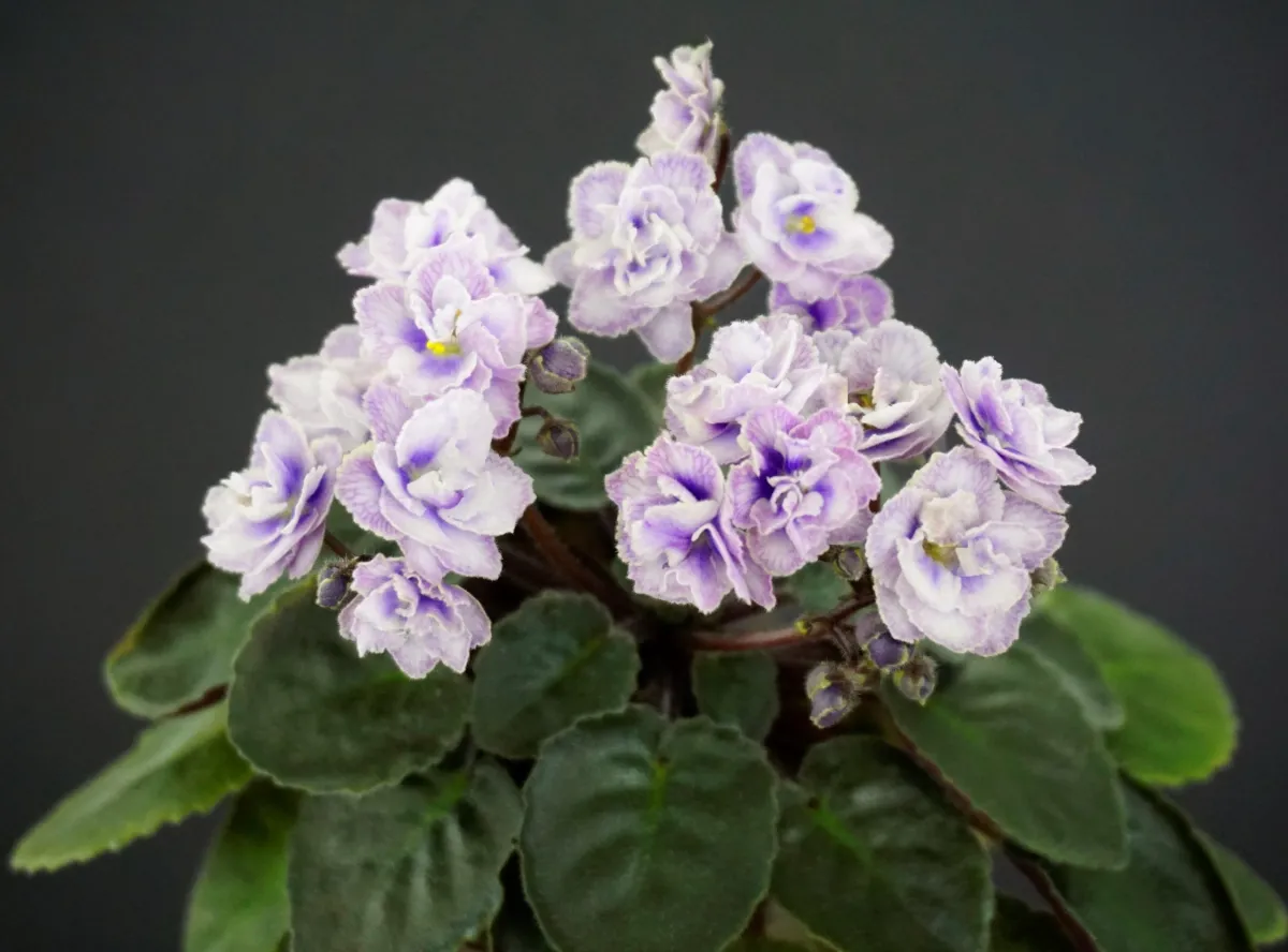 Persian Lace (S.Sorano) - VioletViol - Home Garden: 1850+ African