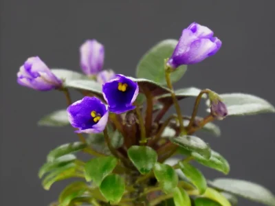 Teeny Bopper (Minibomb)(L.Lyon)