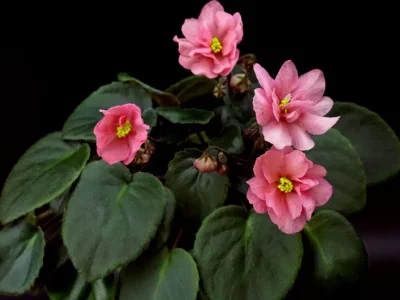 Ramblin' Peach (S. Sorano)