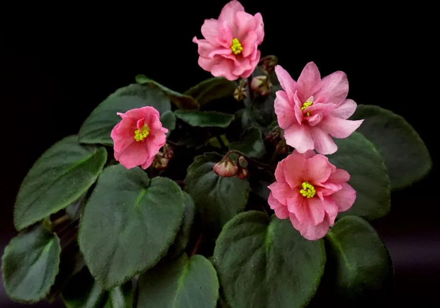 Ramblin' Peach (S. Sorano)