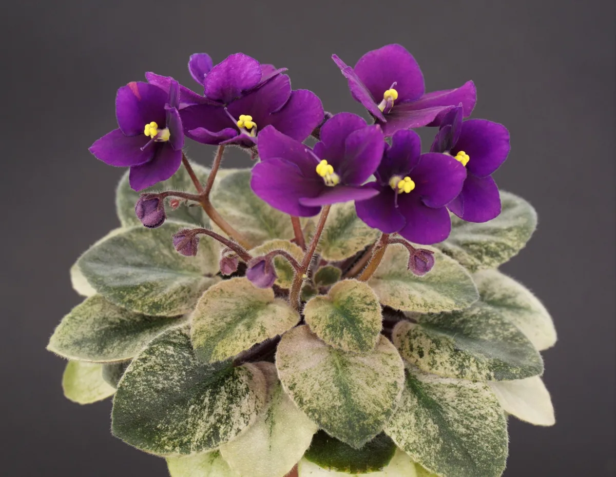 Jolly Dreamland (H.Pittman) - VioletViol - Home Garden: 1850+