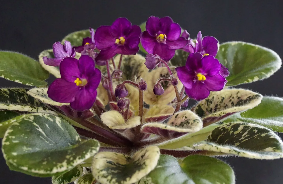 Jersey Little Devil (R.Kurzynski) - VioletViol - Home Garden: 1850