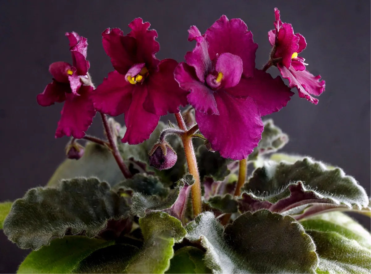 Jolly Champ (H. Pittman) - VioletViol - Home Garden: 1850+ African