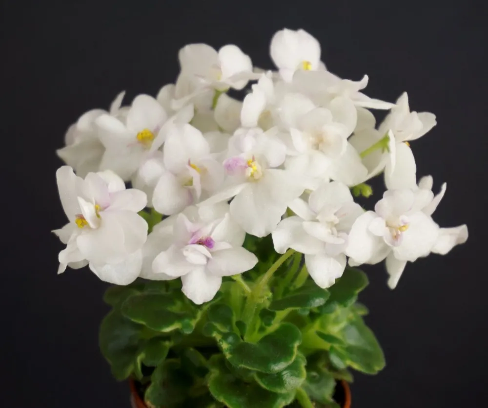 Hoya
