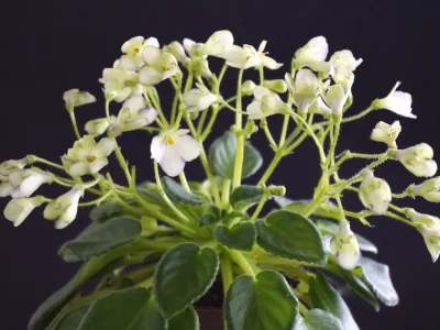 Morgan's Junior Mint (C. Eros)