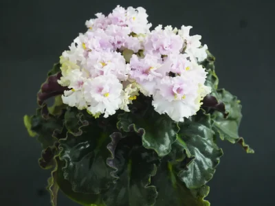 НЛ-Модные Рюши (Н. Лютая)
