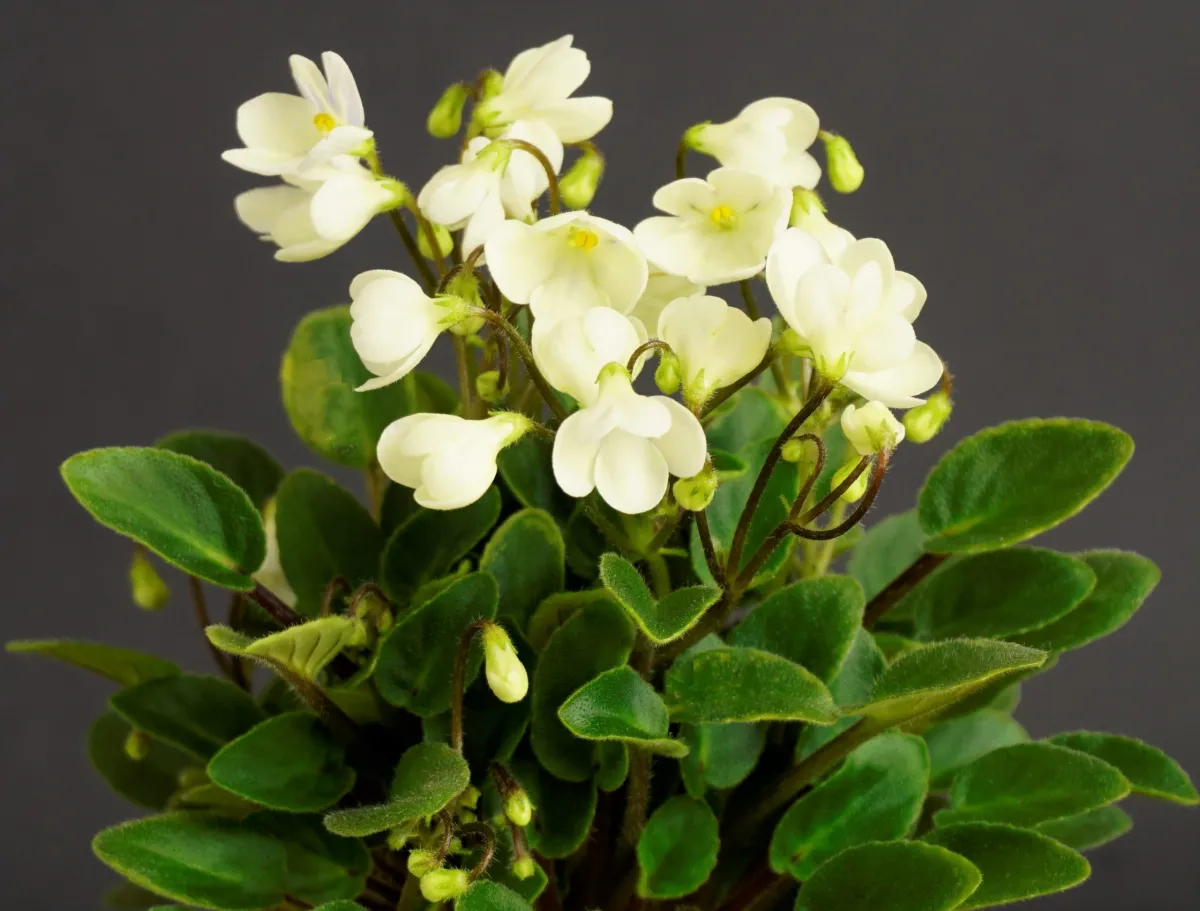 Chantaspring (R. P. Hair)