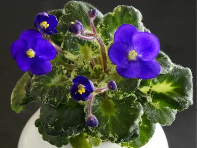 Shirl's Purple Passion (S.Sanders)