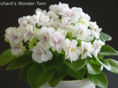 Orchard's Wonder Twin (R.Wilson)