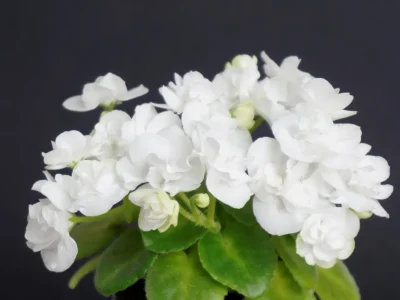Ballet Snowcone (A. Fischer)