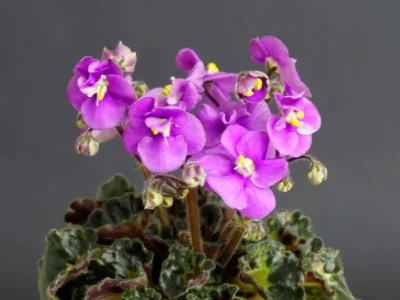 Cambridge Missie (A.E.Adams)