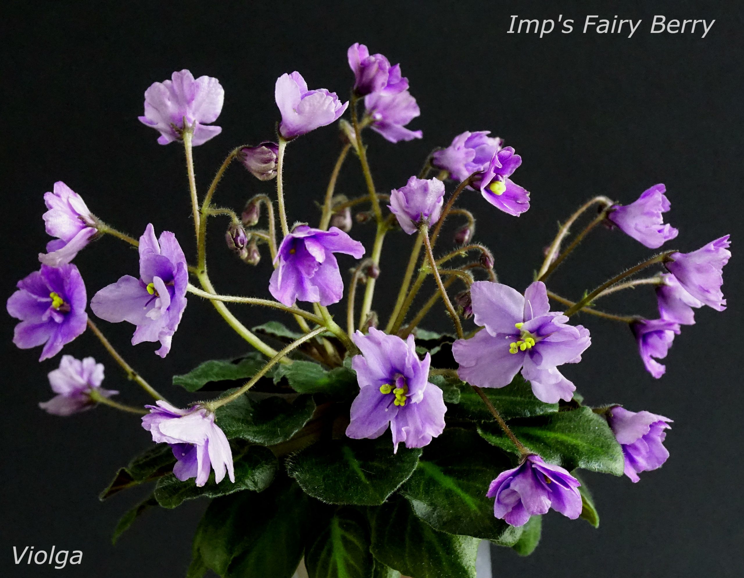 Imp’s Fairy Berry (J.Jackson) — African Violet collection