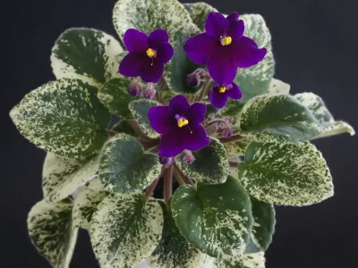 Mac's Virtually Velvet (G. McDonald)