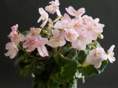 РС-Храм Солнца (С.Репкина)