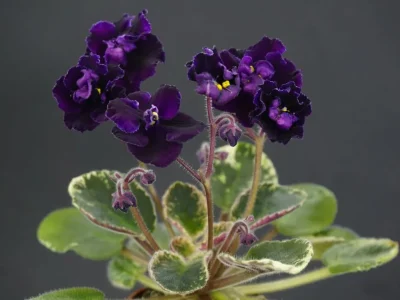 Dark Night of the Soul (G.McDonald)