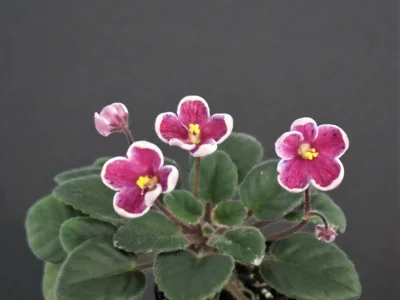 Mac's John Calvin's Geneva (G. McDonald)