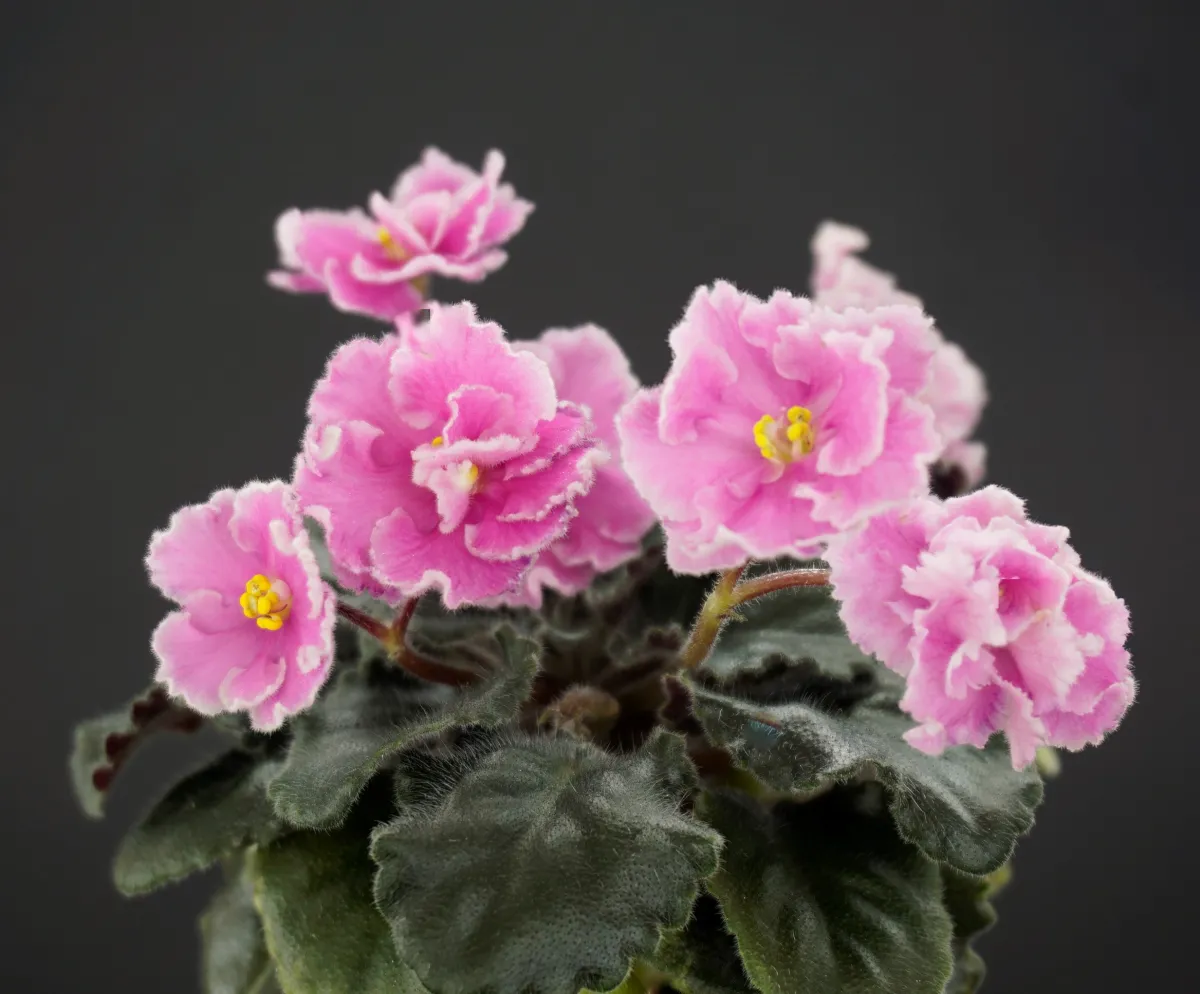 НК-Инь (Н.Козак) - VioletViol - Home Garden: 1850+ African Violets