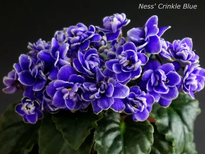 Ness’ Crinkle Blue (D.Ness)