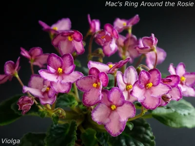 Mac's Ring Around the Rosie (G. McDonald)
