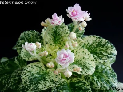 Watermelon Snow (P. Addison)