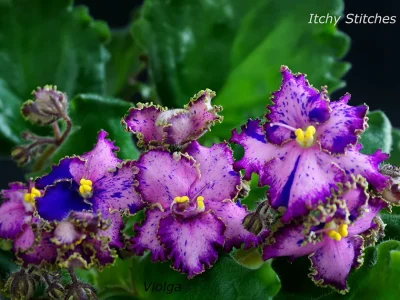 Itchy Stitches (K. Stork)