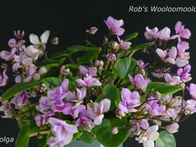 Rob's Wooloomooloo (R. Robinson)