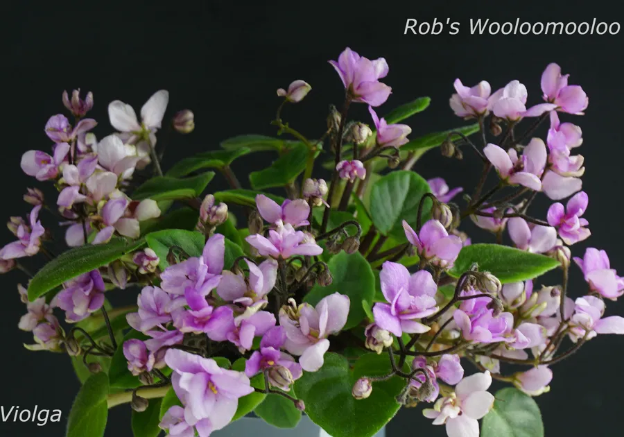 Rob's Wooloomooloo (R. Robinson)