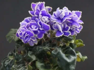 АВ-Ориентал (Фиалковод)