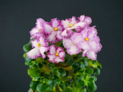 БР-Купец (Буркацкие)