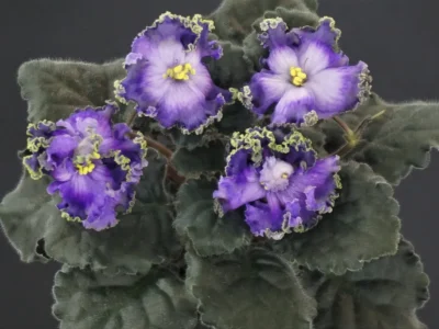Cajun's Royal Heir (B.Thibodeaux)