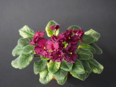 ЛЕ-Шёлковые Кружева (Е.Лебецкая)