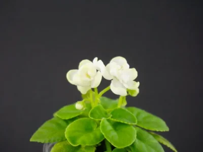 Н-Лайм (Н.Бердникова)