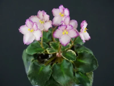 Н-Зорянка (Н. Бердникова)