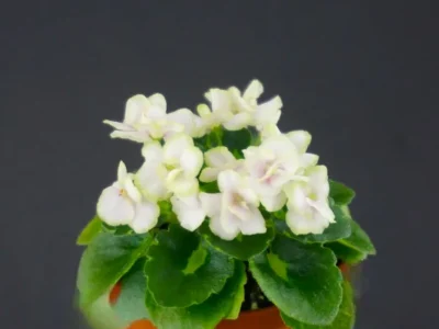 Petite Blanche (A.Adams)