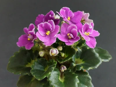 Jolly Bambino (H. Pittman)