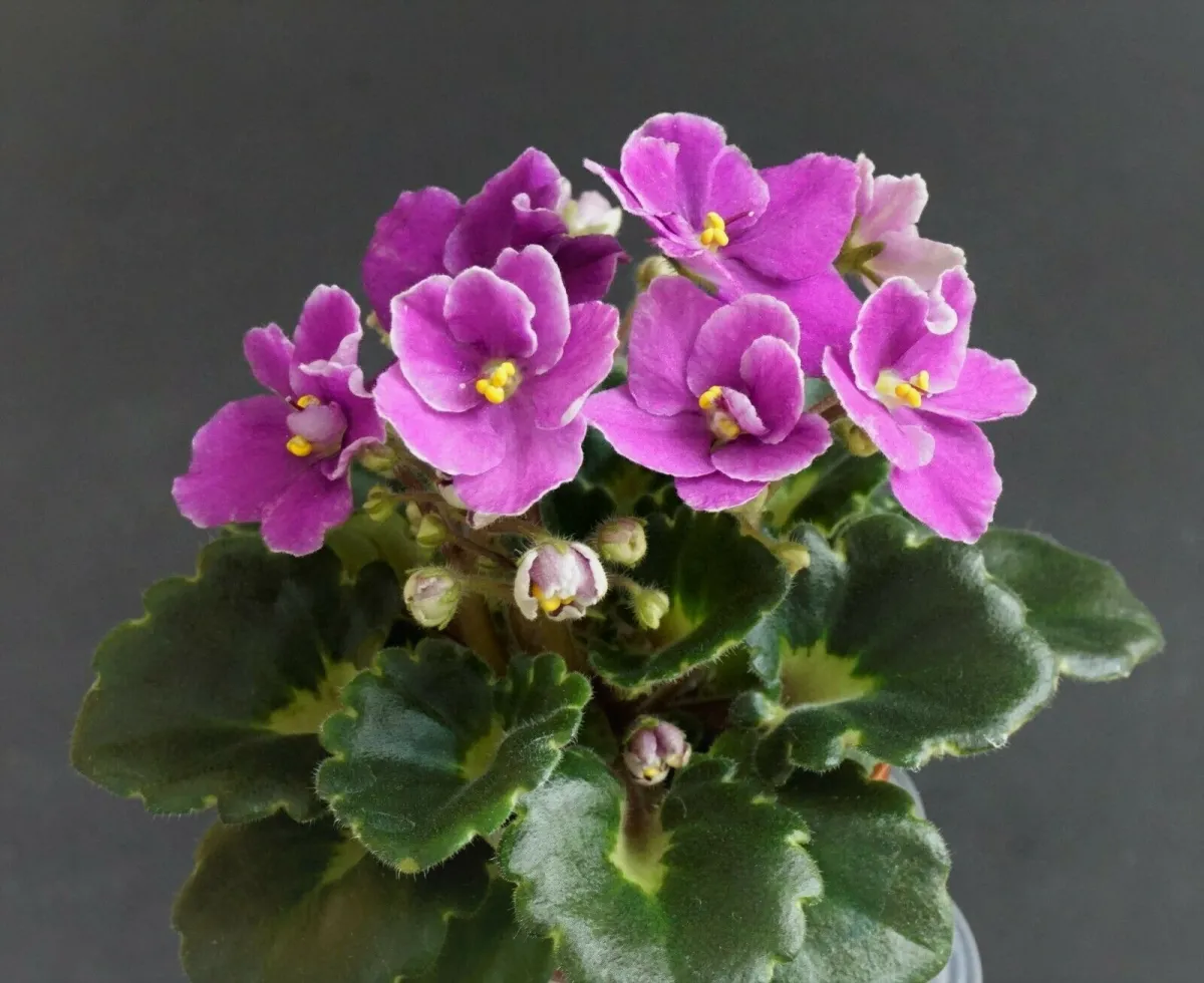 Jolly Bambino (H. Pittman) - VioletViol - Home Garden: 1850+