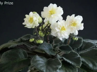 Jolly Prize (H.Pittman)