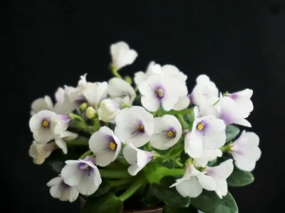 Jolly Bells (H.Pittman)