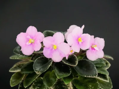 Cajun's Lil Joy  (B. Thibodeaux)