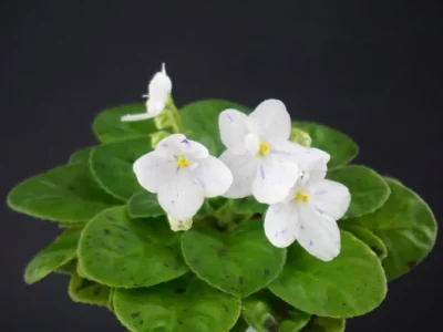 Tina's April Fantasy (T. Elfstrom)