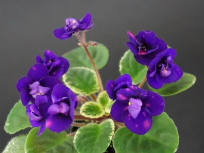 Mac's Smoldering Sapphire (G.McDonald)