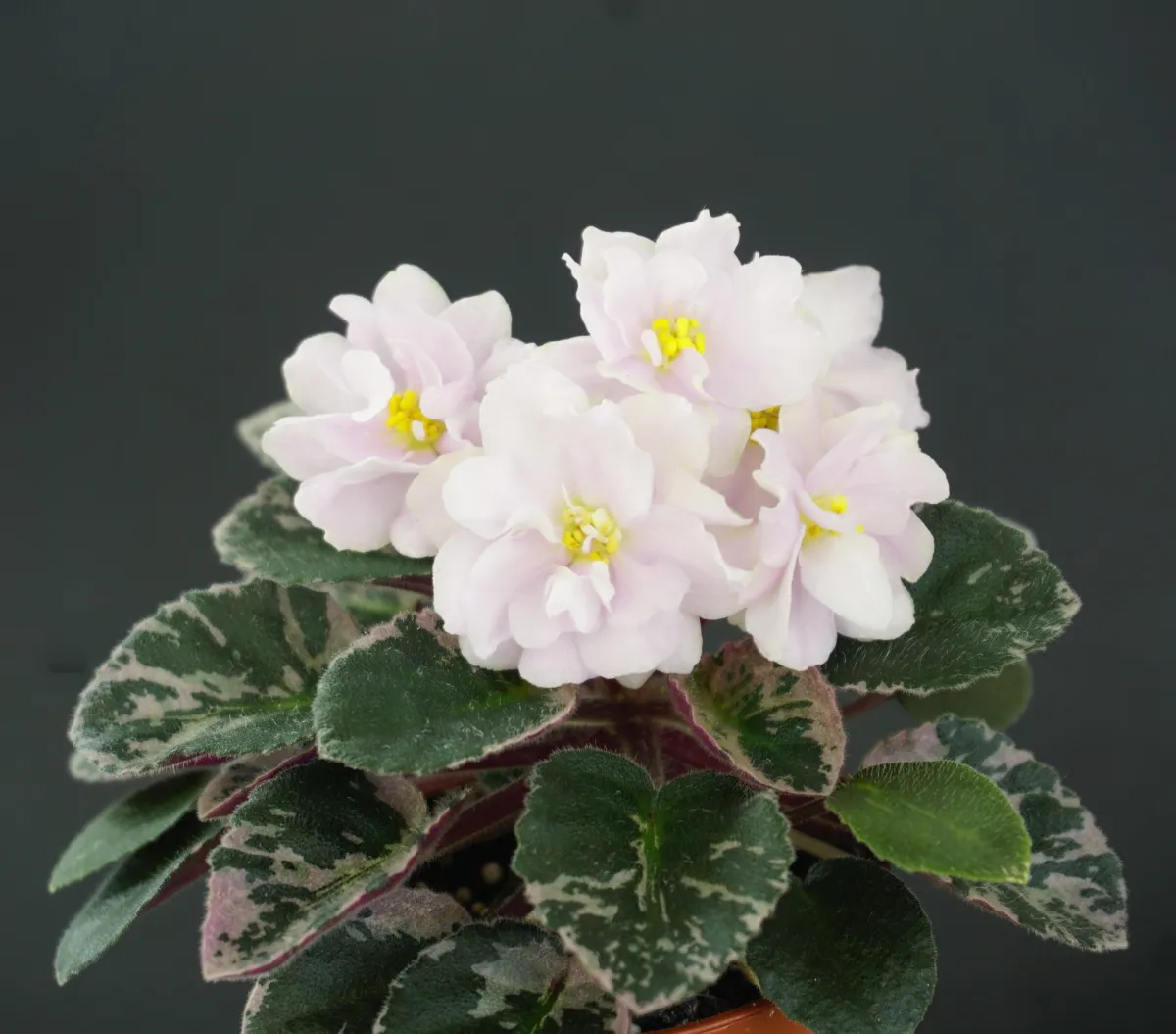 Midas Moon Beam (H. Pittman) - VioletViol - Home Garden: 1850+