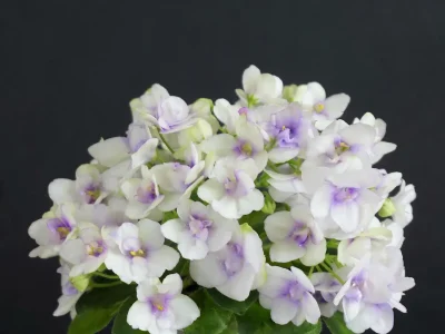 Morgan's Sophronia (C. Eros)