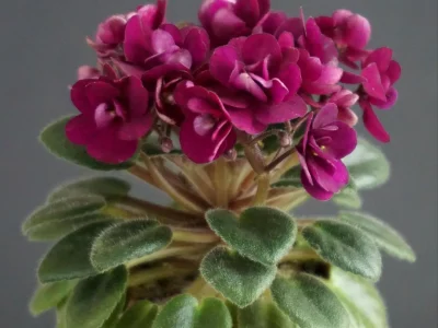 Precious Red (H. Pittman)
