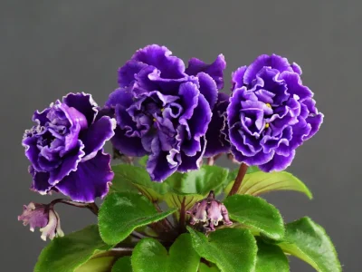 Morgan's Roji (C. Eros)