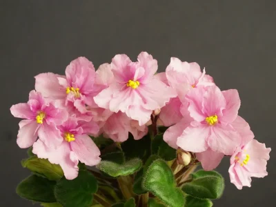 Morgan's Coral Ribbons (C. Eros)