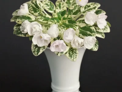 Morgan's Sumira (C. Eros)